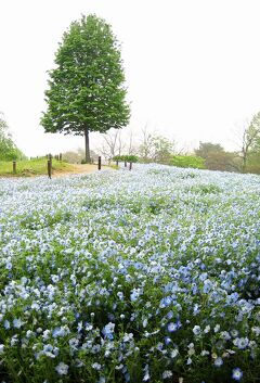 Japan　昭和記念公園ファン倶楽部の第一回オフ会　2011　～ミツバチばあやの冒険～