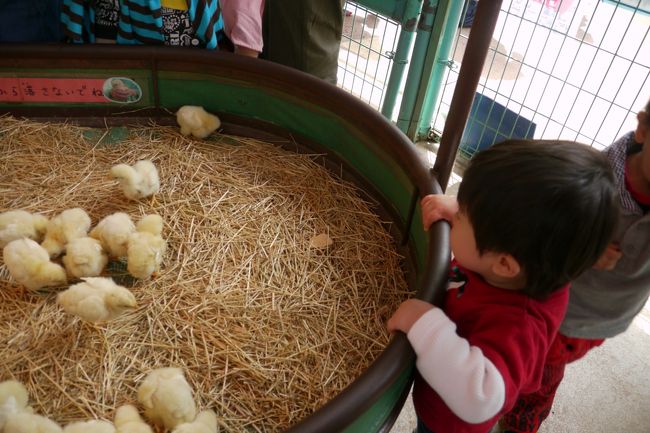 子連れ（1歳3ヶ月）で、岡山の池田動物園に行ってきました。<br />ここは、岡山市内からとても近く小規模な動物園です。<br />そのため、動物が近くに見れるので、小さな子供にピッタリ♪