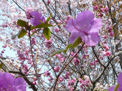 桜と梅が競演