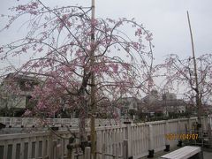 2011　桜　～4月7日～