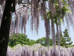 騎西・玉敷神社の大藤を愛でる