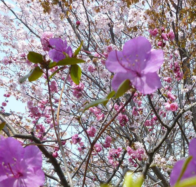 札幌・豊平公園でエゾヤマザクラが満開となり、梅の花と一緒に咲き誇っております。北海道にもやっと本格的な春到来でしょうか！