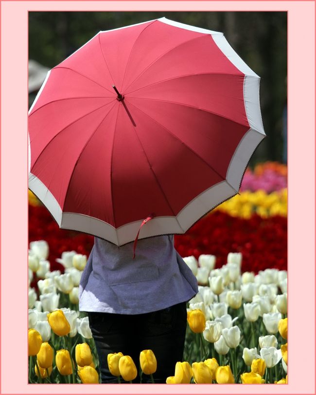 ■高原一面が春景色♪＜世羅高原農場チューリップ祭／広島県世羅町<br /><br />【　手記　】<br />　大好きなチューリップの花、やっと満開になりましたー！ちょうど時間が取れましたので、朝早よから ドッビューーンε=ε=。。ヘ(；^^)ノ と愛車を転がして今年も満開のチューリップを愛でに行って参りました。<br />　世羅高原農場では６haの丘を色鮮やかに咲いたチューリップの花が彩っていました。＼（＾０＾）／<br />　ついでに午後から始まる大朝町の「新庄のはやし田（大花田植）」も見物して参りました。忙しかった。＾＾；<br />　2020年4月、花々が元気よく咲いている輝く春なのに世の中コロナコロナで暗い話題ばかり、それではと言うことで、昔の明るかった話題でもアップしようかと思い、「世羅高原農場チューリップ祭編」を修正編集してみました。※2020.04.29修正編集<br /><br />▽世良高原農場チューリップ祭・虹の畑／広島県世羅郡世羅町<br />　赤、白、黄、ピンク、オレンジ、紫･･･様々な色で描く、大きな虹。最も人気の高い畑です。<br />▽世良高原農場チューリップ祭・みはらしの丘／広島県世羅郡世羅町<br />　1.5ｈａの広大な畑です。チューリップで花絵を描いています。上から見下ろす風景は圧巻です。