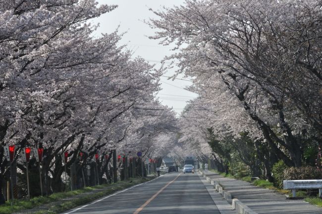 北米出張に出る当日の早朝、今年の桜の見納めにと、家の近所にある鍋田川堤桜並木の撮影に出かけた。<br />今年は、震災の影響で、桜まつりが中止となり、少し寂しい感じがした。