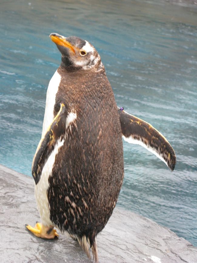 札幌から寄り道を経て、旭山動物園に到着。<br /><br />楽しみにしていた旭山動物園は、<br />当初半日の見学を計画していたのですが、<br />展示内容や混雑のことなどを考慮して、<br />思い切って2日間(各半日ずつ)見学することに。<br /><br />さ、この時間内で思う存分見学するぞー!!<br /><br /><br />*旭川市立旭山動物園*<br />http://www5.city.asahikawa.hokkaido.jp/asahiyamazoo/<br /><br /><br />*関連旅行記*<br />北海道・GWぐるり道北の旅! <br />【vol.1】1日目:まずは札幌へ<br />http://4travel.jp/traveler/sportcross/album/10564862/<br />【vol.2】2日目am:北海道遺産・江別レンガと旧町村農場<br />http://4travel.jp/traveler/sportcross/album/10564928/<br />【vol.3】2日目pm:滝川式ジンギスカンと北鎮記念館・男山酒造り資料館(旭川)<br />http://4travel.jp/traveler/sportcross/album/10565763/<br />【vol.4】2日目pm~3日目am:雨の旭山動物園2days<br />http://4travel.jp/traveler/sportcross/album/10566186/<br />【vol.5】3日目pm:旭川ラーメン食べて、いざ稚内へ<br />http://4travel.jp/traveler/sportcross/album/10568234/<br />【vol.6】3日目pm:来たぞ、北の最果て稚内!<br />http://4travel.jp/traveler/sportcross/album/10568245/<br />【vol.7】4日目am:稚内 岬めぐりと海の幸!!<br />http://4travel.jp/traveler/sportcross/album/10568765/<br />【vol.8】4日目pm:豊富のおいしいものとサロベツ原野<br />http://4travel.jp/traveler/sportcross/album/10569366/<br />【vol.9】5日目am:苫前ヒグマ事件と小平ニシン番屋<br />http://4travel.jp/traveler/sportcross/album/10571210/<br />【vol.10】5日目pm:留萌・増毛おいしいものと古き良き街並み<br />http://4travel.jp/traveler/sportcross/album/10572194/<br />【vol.11】5日目pm:札幌すすきの行列グルメ<br />http://4travel.jp/traveler/sportcross/album/10574414/<br />【vol.12】6日目:また来るよー北海道!その前に新千歳空港のおいしいもの♪ <br />http://4travel.jp/traveler/sportcross/album/10574424/<br />