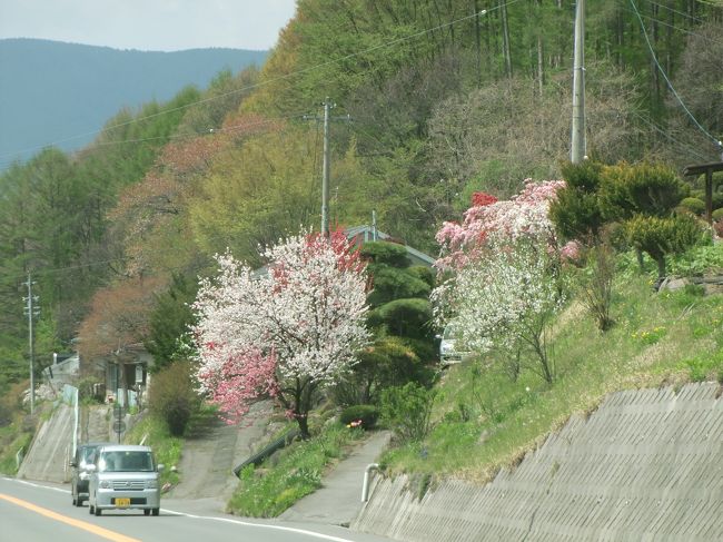 GW後半の土日。今年は震災の影響で、春を楽しめなかったので、長野県蓼科に宿を取って、春のやり直しの旅となりました。<br /><br />５月のこの時期に、あと少しで桜が満開になる！という感じでした。<br /><br /><br />行ったところ<br /><br />白樺湖<br />蓼科湖　聖光寺<br />蓼科湖<br />諏訪大社<br />諏訪湖<br />放浪美術館<br />