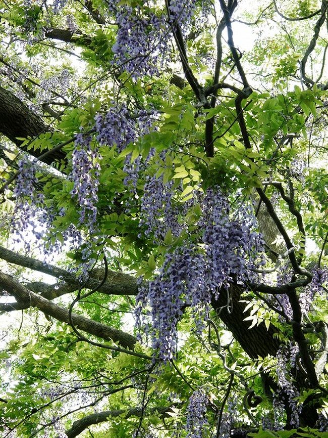 今年は４月３０日に玉敷神社の大藤を一度見に行きましたが　まだ蕾が固くＧＷでも満開にはならないと思い５月８日に再訪しました。<br /><br />大藤を観賞してから玉敷神社に参拝して河野省三邸だつた玉敷公園に・・。<br />天候もまずまずで丁度いい藤の咲き具合と玉敷神社や玉敷公園の緑が心を癒してくれました。<br /><br /><br /><br />写真は参道横の大木に絡まるフジ。