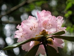 シャクナゲが見頃を迎えた神戸市立森林植物園