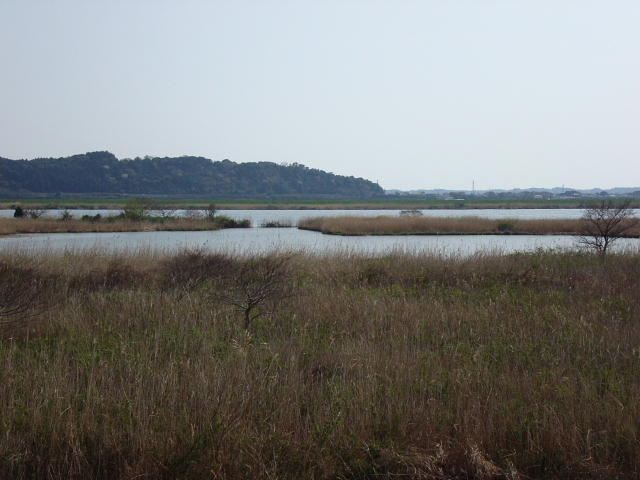 珍鳥ではないが、茨城県では珍しいシマアジが来ているとの情報を戴き、見に行ってきました。<br /><br />表紙写真は、神栖市高浜の利根川河川敷風景。<br /><br />※ 2016.08.21 位置情報登録