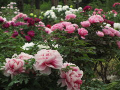 若返った東松山ぼたん園（後編）花の王たる風格と園内見事に色とりどり