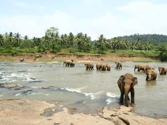 ☆インド洋の楽園☆スリランカ６日間の旅(2)【ピンナワラ・象の孤児院編】