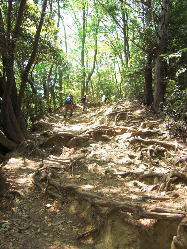 2011年1月、「山ガールになる!」と宣言してから早4ヶ月。<br />いやっほぅ〜!やっと山登りの季節が来た〜♪<br />気合は十分だけど、超初心者な私がいきなり奥穂高岳なんか攻めれるはずもなく・・・。<br />まずは足慣らしということで高尾山へ。<br />ケーブルカーを使わなければ2時間弱の山登り。<br />小学生のとき遠足で登ったし楽勝楽勝♪と思っていたら・・・<br />息も切れ切れ、足はプルプル。<br />日頃の運動不足を痛感することになったのでした。<br />侮るなかれ、高尾山。<br /><br /><br />【今回のコース】<br />-------------------------------------------------<br /><時刻> <場所> ※( )内は滞在時間<br />-------------------------------------------------<br />11:35 高尾山口駅到着<br /> ↓<br />11:45 登山スタート(稲荷山コース)<br /> ↓<br />12:20〜12:35 稲荷山展望台(15分)<br /> ↓<br />13:30 高尾山山頂<br /> ↓<br /> 1号路で下山<br /> ↓<br />13:50〜14:10 高尾山薬王院(20分)<br /> ↓<br />14:10〜14:40 もみじや(30分)<br /> ↓<br />14:55〜15:10 かすみ台展望台(15分)<br /> ↓<br />15:20 リフトで下山<br /> ↓<br />15:30 山麓駅到着<br />------------------------------------------------- <br /><br /><br />【お役立ちサイト】<br />・高尾山公式HP http://www.takaotozan.co.jp/<br />・とことこ高尾山 http://www.tokotoko-takao.info/<br />・高尾山薬王院 http://www.takaosan.or.jp/<br />・高尾山門前もみじや http://www.takaozan-monzen-momijiya.com/