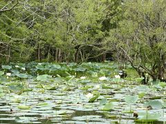 ☆インド洋の楽園☆スリランカ６日間の旅(5)【ハバラナ・水牛車＆ボート編】