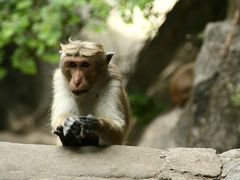 ☆インド洋の楽園☆スリランカ６日間の旅(6)【ダンブッラ・石窟寺院編】