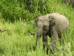 ☆インド洋の楽園☆スリランカ６日間の旅(7)【ハバラナ・サファリ編】