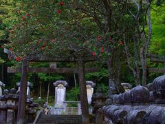 東光寺の椿