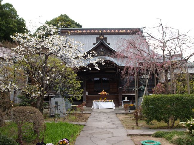 横浜市戸塚区戸塚町にある親縁寺は時宗のお寺で富塚山親縁寺という。本尊は時宗で信仰する仏である阿弥陀如来である。寺の創建は元応元年(1319年)に遊行寺の呑海上人が開いたものとされている。開山の他阿呑海(たあどんかい)(文永2年(1265年)〜 嘉禎2年(1327年))は俣野五郎景平の弟とされ、兄の援助で総本山清浄光寺(遊行寺)を開いた遊行四代で遊行寺の開山上人である。寺名は三縁(親縁・近縁・増上縁)に因っている。元は大坂下にあったが、明和年間(1764年〜1772年)に現在地に移ってきた。<br /> 親縁寺には枝垂れ桜があったので春の桜の頃に訪れてみた。紅枝垂れ桜はまだ咲き始めであったが、満開ともなれば境内ももっと華やぐだろう。<br />(表紙写真は親縁寺本堂)