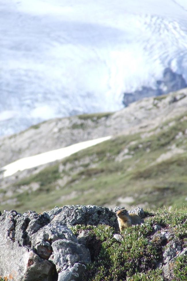 自転車の旅　Canada & Alaska 2/5　夢のカナディアンロッキー　BunffからJasperまで