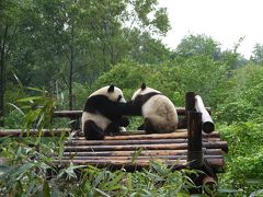 中国 麗江古城と成都大熊猫(その4)成都大熊猫繁育研究基地