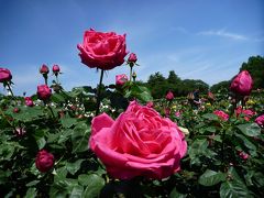 2011年05月　バラウィーク開催中　ｉｎ　神代植物公園