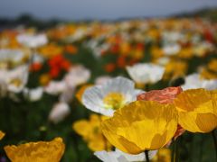 淡路島　花さじき