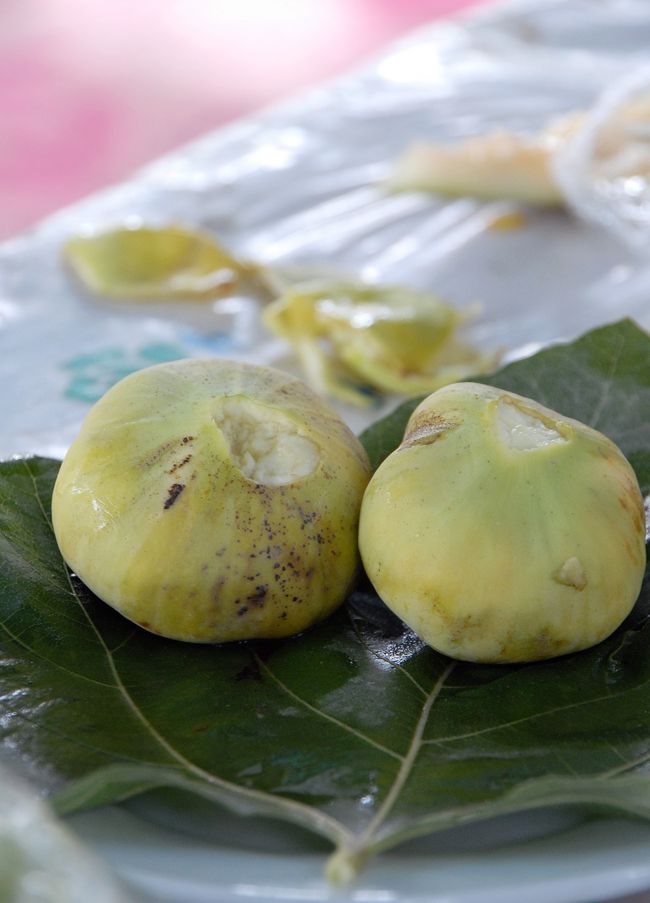 9月30日の和田観光の続きですが、次も老木見学だそうです。<br />「無花果(イチジク)王」だそうで、「見たら驚くと思いますよ♪」と言われています。<br /><br />さて、「見たら驚く」無花果って、どんなのでしょうか・・・?<br /><br />え??えええ~!!?<br />こんな所から見るんですか!!?