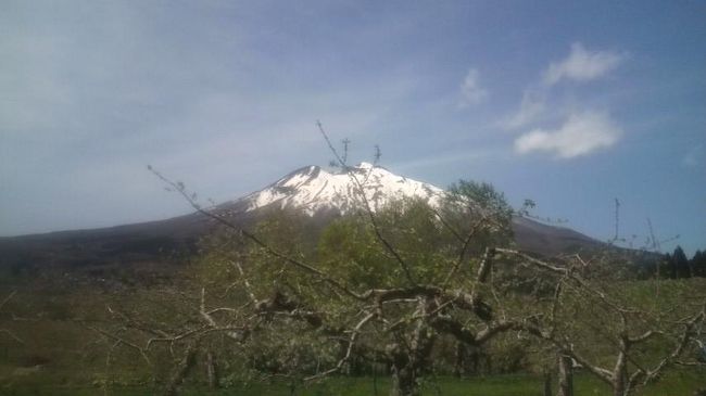 ●桜便りおまけ～岩木山●