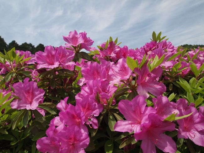 ５月中、今満開の花といえば、ツツジでしょうか。<br /><br />ちょっと時期は過ぎてしまっているのでしょうか。<br /><br />ツツジといえば、堺の浅香山浄水場の通り抜けが有名ですが、今年は東日本大震災に配慮して中止となっています。<br /><br />いろいろ調べていくと、西国観音霊場第１０番札所である京都宇治の三室戸寺の庭園のツツジは二万株とのこと。<br /><br />まだ咲いているのではと思って、出かけてみました。<br /><br />ツツジまだ満開の場所が半分くらいはあり、またシャクナゲやタイサンボクやアジサイのきれいな花が咲いており、良い時間を過ごすことができました。<br /><br />【写真は、三室戸寺のツツジです。】