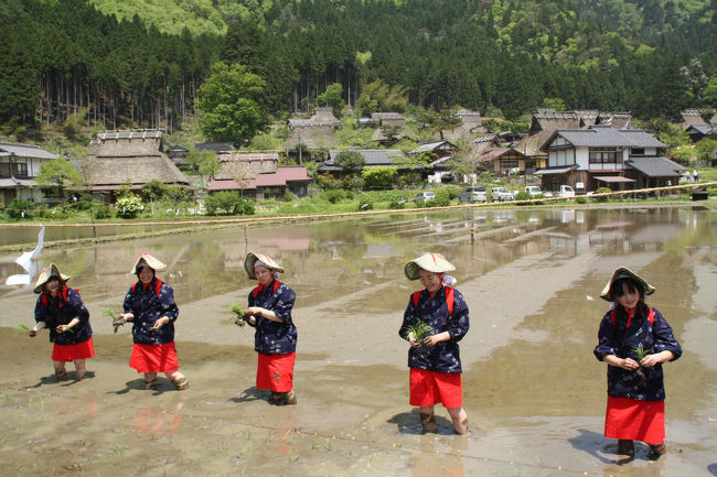 友人が美山かやぶきの里に行ったことがないというので案内しました。<br />丁度知井八幡社の御田植祭が行われていました。<br /><br />