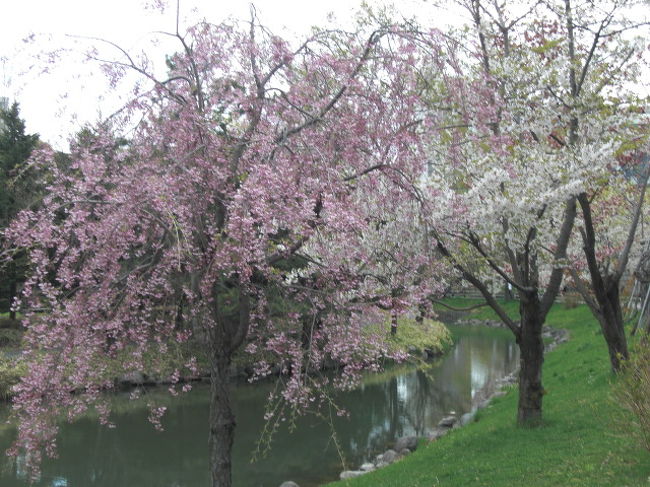 毎年のごとく札幌訪問です。<br />もう大型連休過ぎたにもかかわらずまだまだ寒いです。<br />朝は10度に届きません。<br />桜は見ごろを過ぎてはいましたが、もう春なのかと感じさせる景色でもあります。<br />っていうか東京はもう夏に近づいてるんですけど。