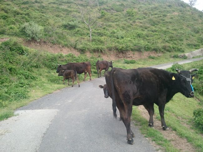 隠岐への旅(5/全6)～観光船と知夫里島