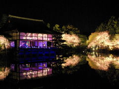 ２０１１京都桜だより～　平安神宮紅しだれコンサート