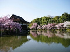 ２０１１京都桜だより～　平安神宮で満開の紅しだれ桜を愛でる～