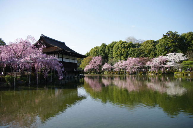 紅しだれコンサートの余韻も消えないまま<br />昼間の桜もやはり外せないとう事で、この日京都へ遊びに来た母と一緒に<br />満開の紅枝垂れ桜を堪能しました。<br /><br />疎水を行き交う十石舟、水面を彩る桜吹雪<br />インクラインの夕景も綺麗！<br /><br />素敵な半日を過ごしました。