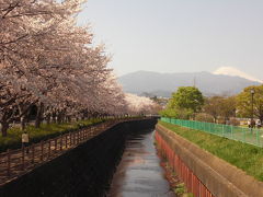 富士山と桜