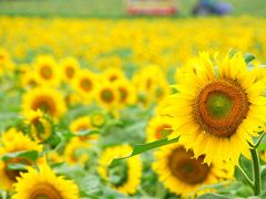 【夏旅】北海道のおへそで風景と食を満喫（７）～花に囲まれた１日 《北竜町ひまわりの里＆ローズガーデンちっぷべつ》