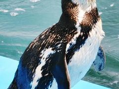 殿様とおデート旅行　(和倉温泉・のとじま水族館編)