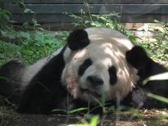 2011年ぐるっとパス　その１　上野のパンダ見とかないと（上野恩賜動物園）