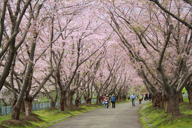 桜前線、北上中・・・<br />札幌市内はほぼ桜は終わってしまったけれど、<br />札幌の北にある「石狩市」にある、<br />桜で有名な墓所公園”戸田記念墓地公園”は今が満開〜★<br />きっと今週いっぱいでしょう･･･<br />花の命は短いから、これを逃すと1年後になっちゃうね。