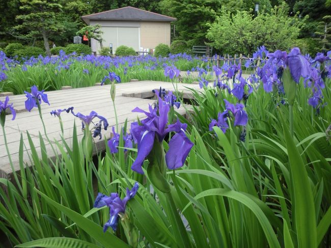 5月17日現在、三河八橋の無量寿寺（むりょうじゅじ）は愛知県の花、杜若（かきつばた）が満開である。県内の近場にある花の名所であり、旅行記というと大げさであるが、満開のかきつばたを写真に残したいと思い、久々に立ち寄ってみた。目に留めていただければ幸いである。また5月いっぱいは満開が続くとのこと、お近くの方は可憐な青紫の花を観賞にお出かけいただきたい。公共交通機関の場合は、名鉄三河線、三河八橋駅から徒歩10分以内の距離である。<br /><br />無量寿寺とは各地に存在する仏教の寺院名であり、無量寿とは量りきれない寿命の意で、阿弥陀如来の意訳であるという。関東地方に多く、茨城県鉾田市の浄土真宗本願寺派の寺院、栃木県真岡市の天台宗の寺院、埼玉県川越市の天台宗の寺院が、また岡山県岡山市には念仏宗の寺院が現存する。<br /><br />愛知県知立市にある無量寿寺は、臨済宗妙心寺派の寺院。山号は八橋山。寺伝によれば、慶雲元年（704年）、慶雲寺として創建され、弘仁12年（822年）密円が現在地に移転させ、真言宗の無量寿寺として整備された。文化9年（1812年）方巌売茶（ほうがん ばいさ）翁により再建が行われ、杜若庭園もこの時完成した。境内にカキツバタを配した煎茶式庭園が造られ、境内には業平竹や杜若姫の供養塔などもあり、在原業平とのかかわりが深いことをしのばせる。寺の「杜若庭園」は，江戸時代中期の特色を示す庭園である。回遊式（１〜４段）になっていて花を見ながら庭を楽しむことができる。本堂は大正2年焼失後、大正6年に再興されている。<br /><br />「から衣 きつつなれにし　妻しあれば はるばる来ぬる 旅をしぞ思ふ」、『古今和歌集』『伊勢物語』に登場する在原業平の歌である。平安の歌人、在原業平が東下りの折に「かきつばた」の５文字を句頭にいれて歌を詠んだ八橋は、伊勢物語の昔から広く知られるかきつばたの名勝地であった。特に、無量寿寺の庭園は「心」という文字を形どった「心字池、玉川庭」の様式をよく残した見事なもので、５月に庭園内の池一面にかきつばたの咲き揃った景観に魅了された。 <br /><br />庭園内には、在原業平を追って想い叶わずに自殺したという小野篁の娘杜若姫を祀る供養塔が、また荻生徂徠の弟子が在原業平の逸話を書き付けたという亀甲碑（八橋古碑）がある。<br /><br />無量寿寺の横には、日吉山王社という神社が建てられていて興味深い。慶雲元年（704）無量寿寺の創建に際し、山門鎮護の神として日吉山王宮より勧請したという。