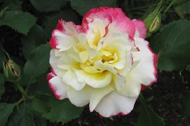 2011春、鶴舞公園の薔薇(1/2)：レーシー・レディ、レオニダス、タンジェリーナ