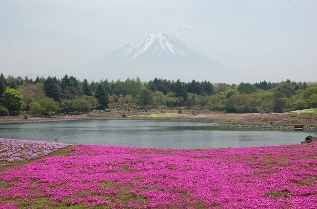 芝桜の見納めと思い、富士の芝桜を見てみたいと思っていた。富士山も見られる日と思い、今日は天気が良さそうなので、車で本栖湖の会場まで行く。<br />芝桜は、今年は寒かったので出来は悪く、また５分咲きで数日変化も無く、ある程度悪いのは予想していた。それより、富士山が見えるのが心配だった。 <br />果たして、芝桜は予想通り、ややまだらが目立つ。今年はこんなものかなぁとも思い、それより富士山がまずまず見えてホッとする。芝桜と富士のツーショットを狙いシャッターを切る。<br />続いて、幻の滝を見に行く途中、本栖湖、精進湖にも訪れた。<br /><br />（以下続きの旅行記）<br />その後、友人のＨさんに教わった、幻の滝を目指す。これは、本栖湖から富士山の真反対の須走口から「ふじあざみライン」から登る。「ふじあざみライン」で、須走口五合目まで行き、ここから富士山を左回りに３０分ほどトレッキング。 <br /><br />http://4travel.jp/traveler/stakeshima/album/10569548<br />今年は、水量が多いとのことで期待して行くと、果たして立派な滝に遭遇した。幻に会えたと感激した。<br />