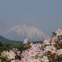 ２０１１年５月２１日　箱根ホテル花月園のツツジの庭園が見ごろを迎えようとしていました。　