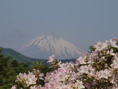 ２０１１年５月２１日　箱根ホテル花月園のツツジの庭園が見ごろを迎えようとしていました。　