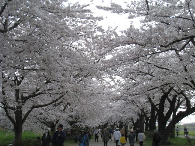 2009年は花見にいくことができませんでしたので2010年は東日本の桜の名所をまわれるだけまわろうと決意し、今回はその第四弾です。<br /><br />2011年は3月11日に発生した東日本大地震の影響で人出もすくなく活気がなかったといわれています。<br />一日も早い復興がはじまり来年は活気ある花見に戻ることを祈念いたします。