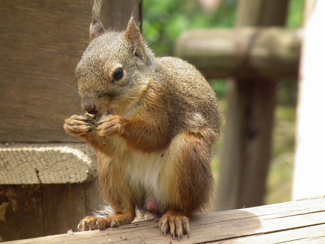 ぐるっとパスでの動物園・博物館・美術館巡りの第二弾です。<br /><br />今回は家から自転車で４０分の吉祥寺・井の頭自然文化園と<br /><br />そこから自転車で３０分の神代植物公園。（帰りも４０分自転車）<br /><br />ぐるっとパスは前回購入しているのと移動は自転車なので今回は出費なし。<br /><br /><br />井の頭自然文化園　通常４００円<br />神代植物公園　　　通常４００円<br /><br />２０１１年ぐるっとパス　その１　上野のパンダ見とかないと（上野恩賜動物園）<br />http://4travel.jp/traveler/yasu_happy_go_lucky/album/10568937/<br />