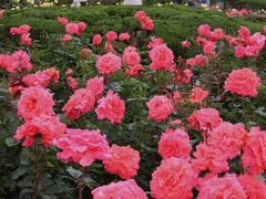 小さな旅　「バラ・ウィーク」真っ只中の神代植物公園！ Rose Week in Jindai Botanical Park