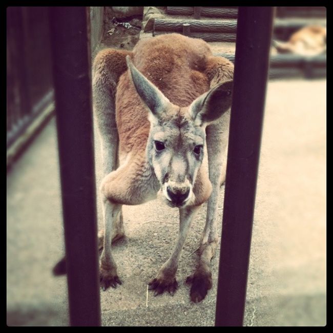 iPhone片手に、多摩動物公園へGO！