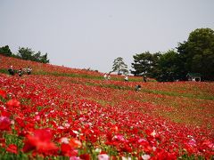 Poppy Garden Museum 2011