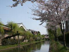 昨年は見ることが出来なかった伏見の桜